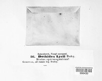 Camarosporium quaternatum image
